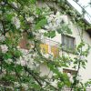 Вила Вит